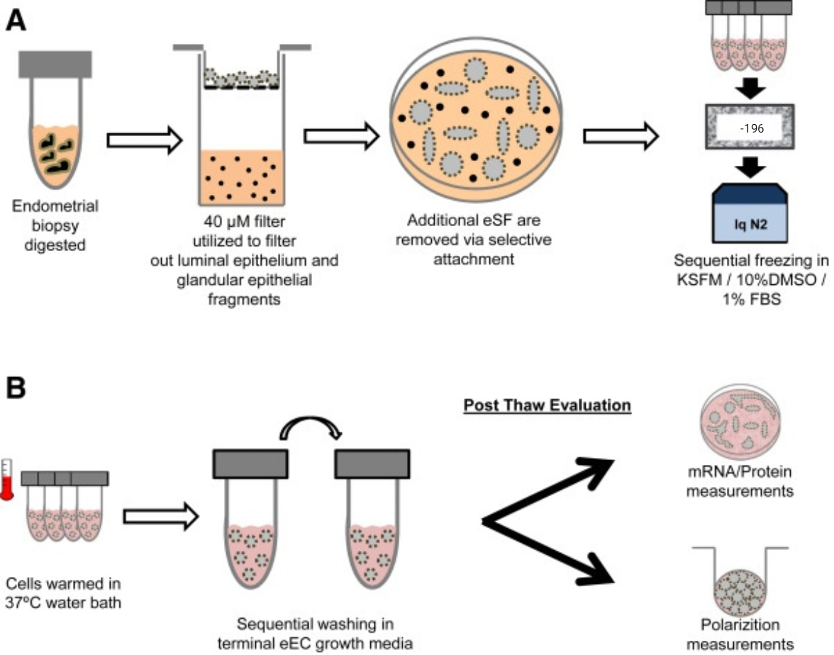 Cryopreservation process