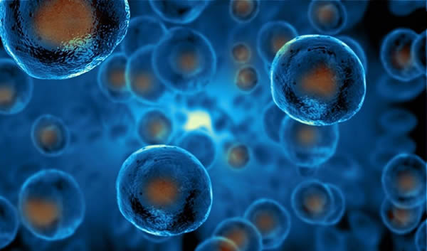 Marrow stem cells