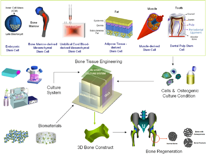 Stem Cell Principles