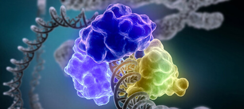 Stem Cell Principles